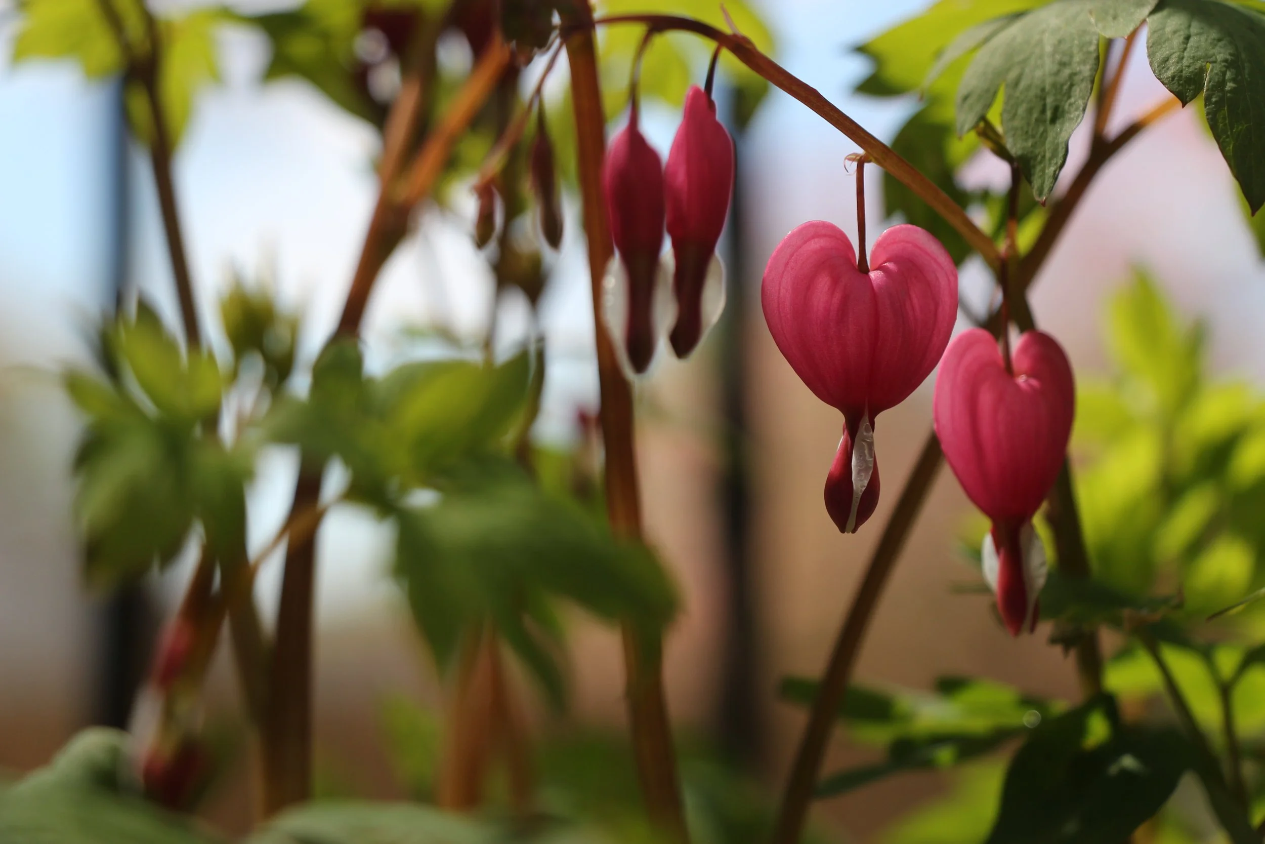 Close-up of pink bleeding heart flowers hanging from a plant with green leaves, with blurred background.
