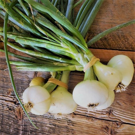 two bunches of spring onions crossed on a barnwood background