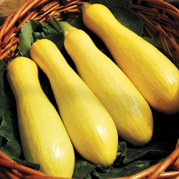 four yellow summer squash in a basket