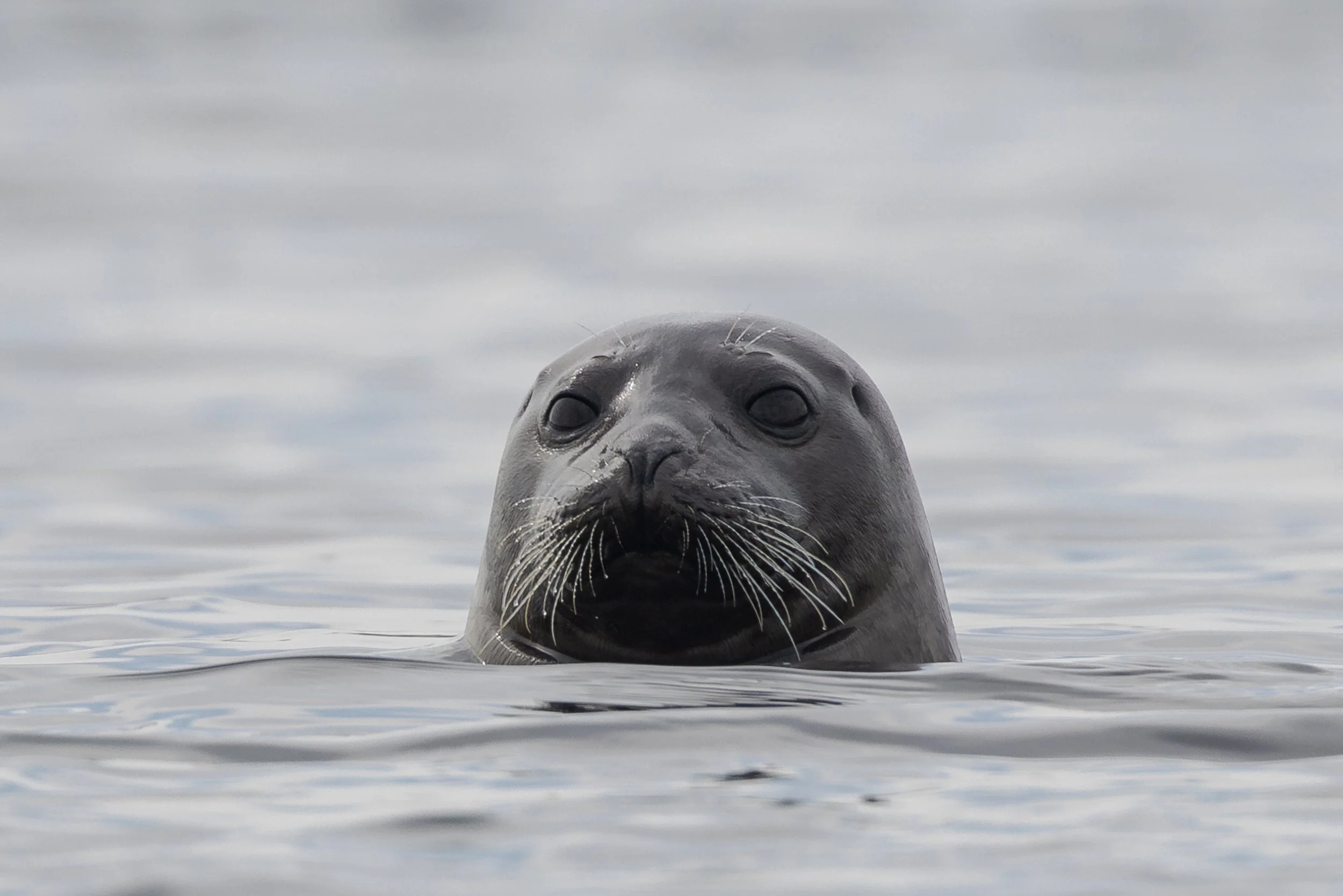 0197 - 20240724-Enhanced-NR.jpg