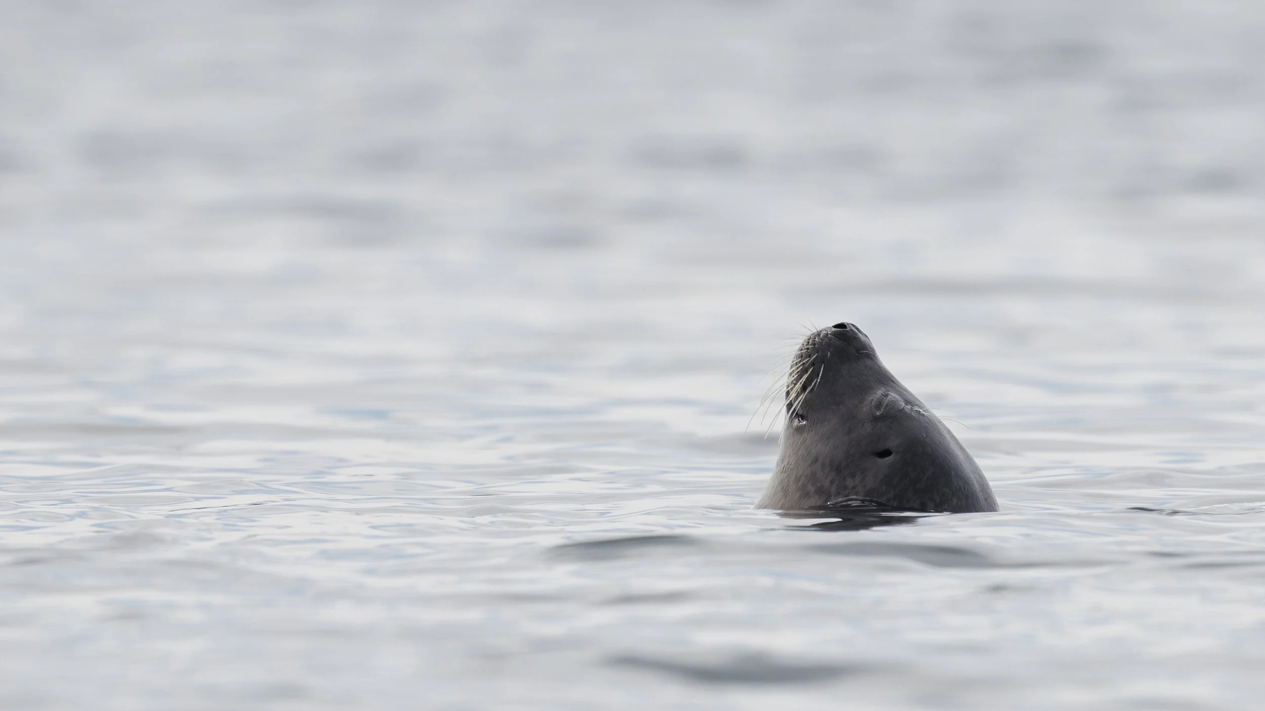 0182 - 20240724-Enhanced-NR-2.jpg