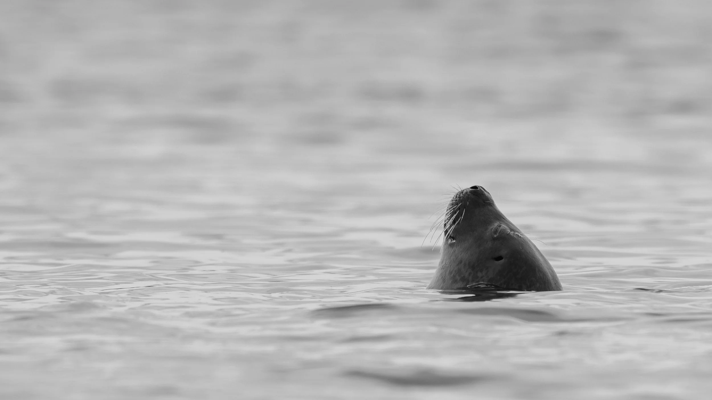 0182 - 20240724-Enhanced-NR.jpg