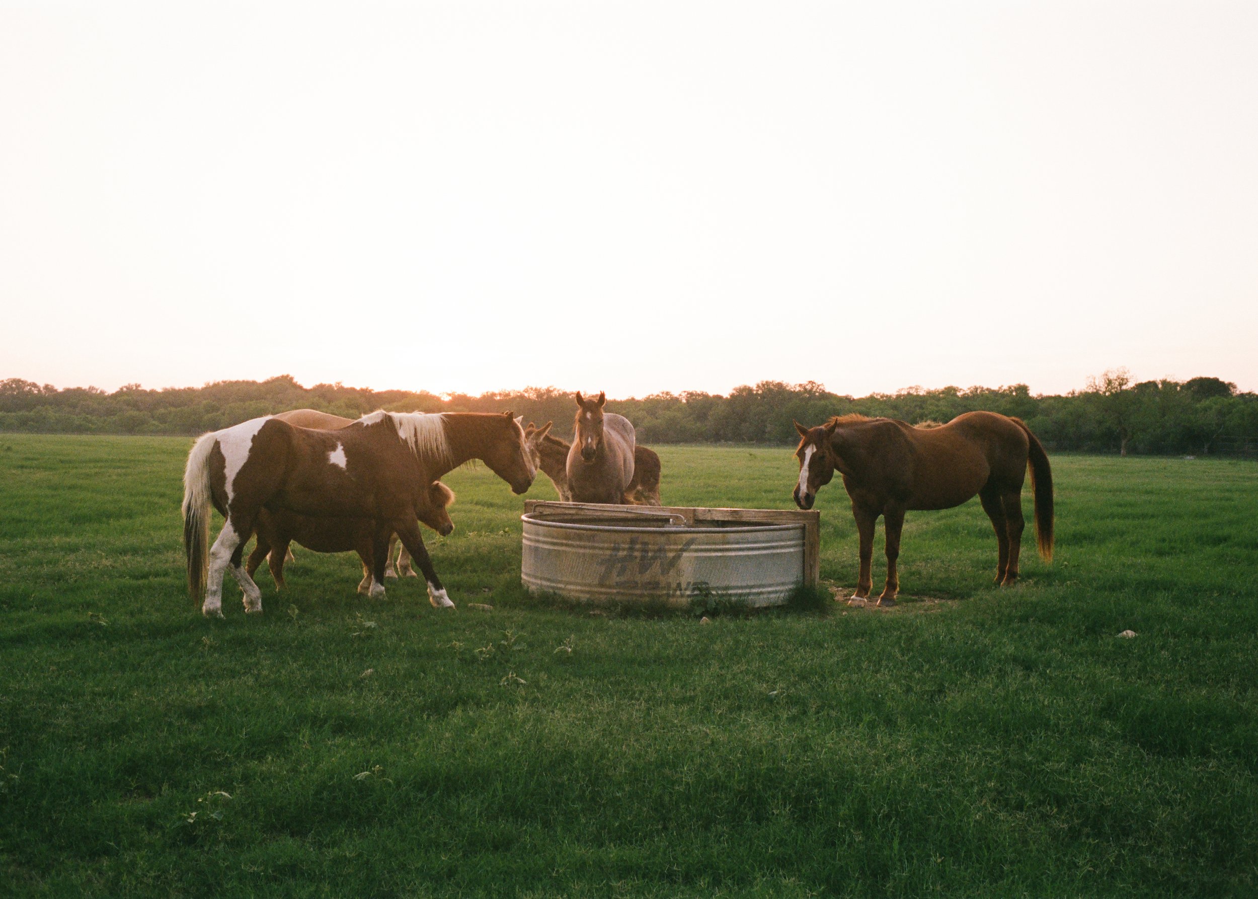 Texas-Film-Wedding-Photographer-Destination-Weddings-35mm-75.jpg