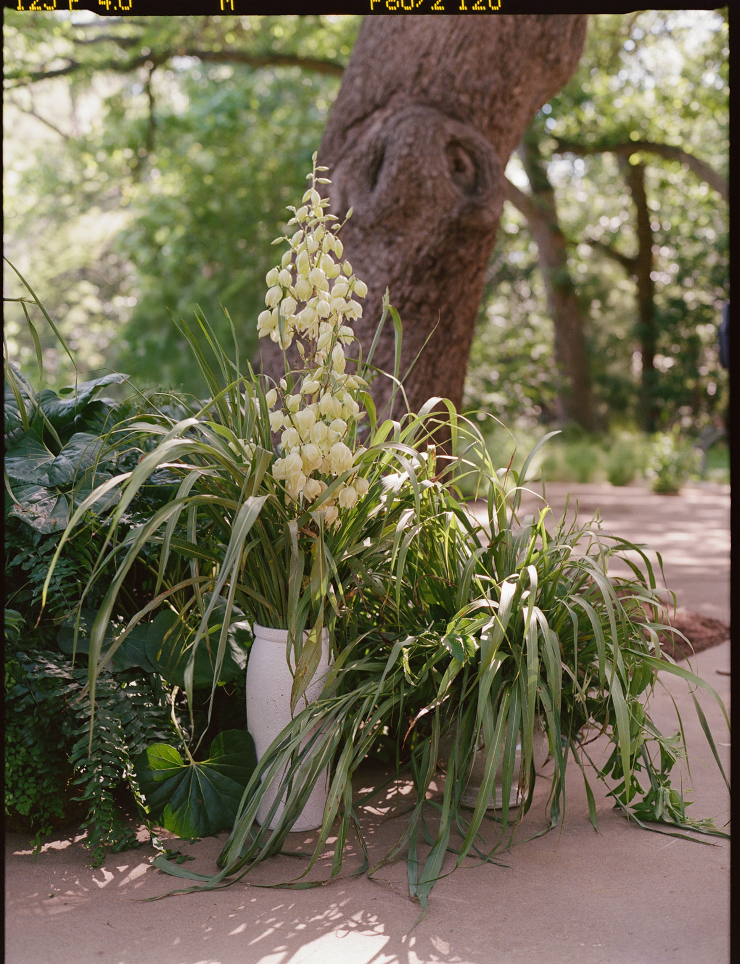 Best-Film-Wedding-Photographer-Documentary-Austin--41.jpg