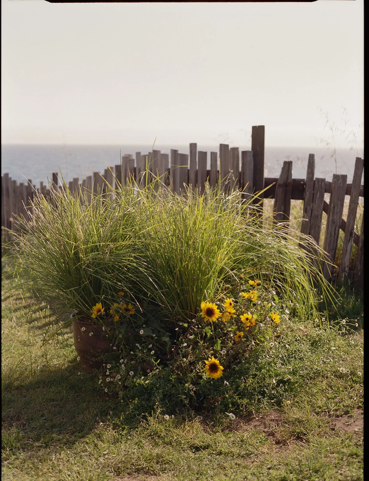 intimate-wedding-sea-ranch-california-film-photographer-6.jpg