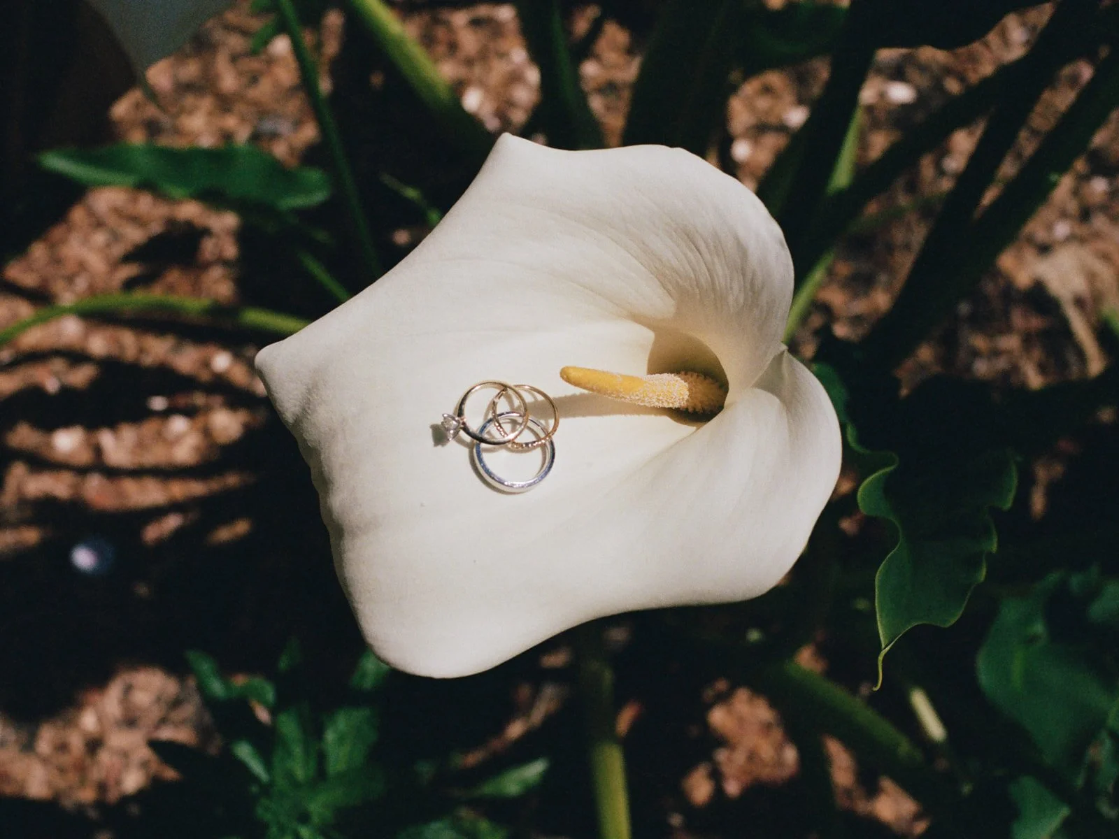intimate-wedding-sea-ranch-california-film-photographer-23.jpg