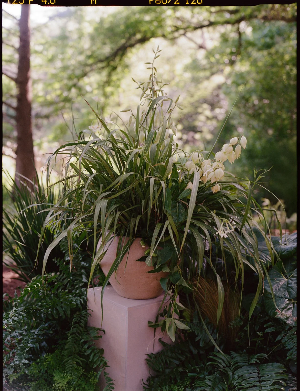 Austin-texas-international-Wedding-Photographer-35mm-film-15.jpg