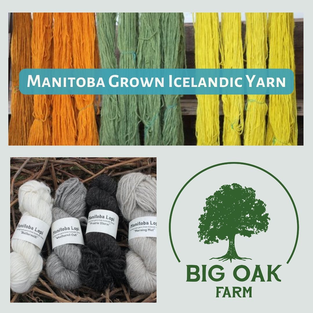 Locally grown yarn inspiration for your pattern design contest entry!

Big Oak Farm, located south of Morden, is the home of Will Braun and Jennifer DeGroot and family. They raise registered Icelandic sheep and produce Manitoba Lopi yarn in natural a