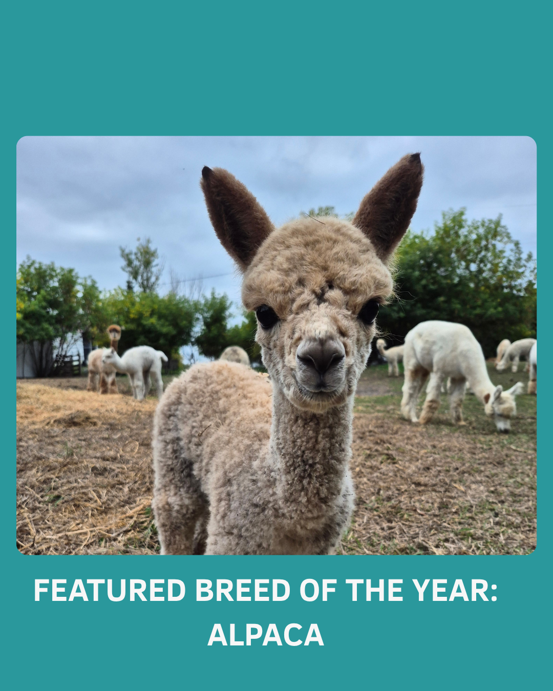 Breed of the Year 2026: Alpaca