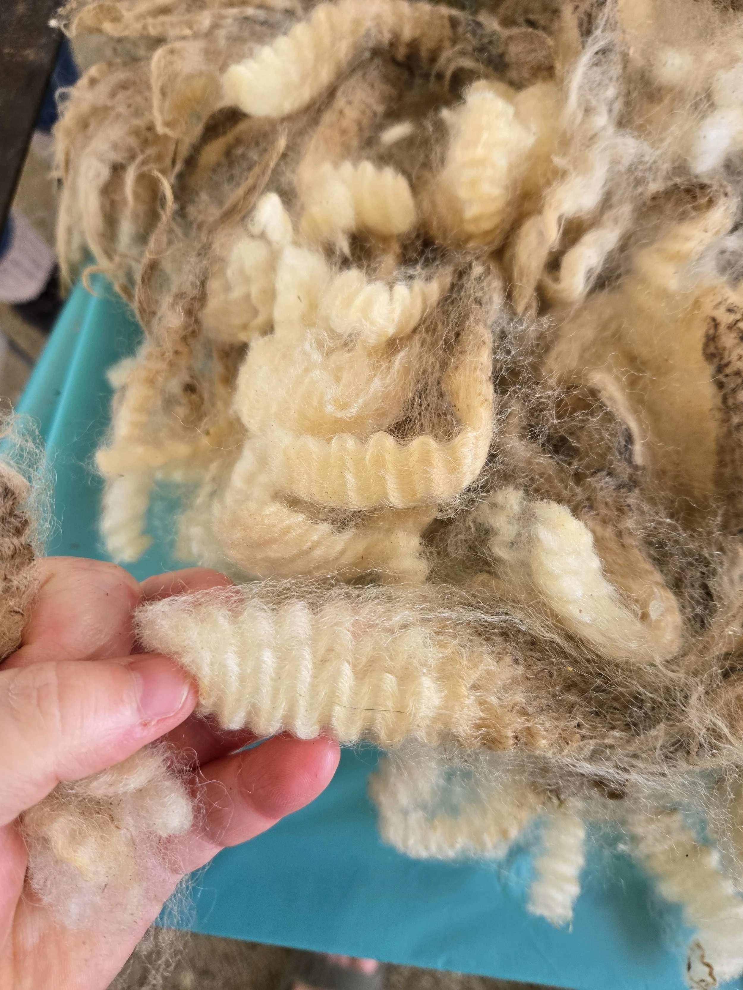 Susie Gourlay Crimp - Susie.jpg