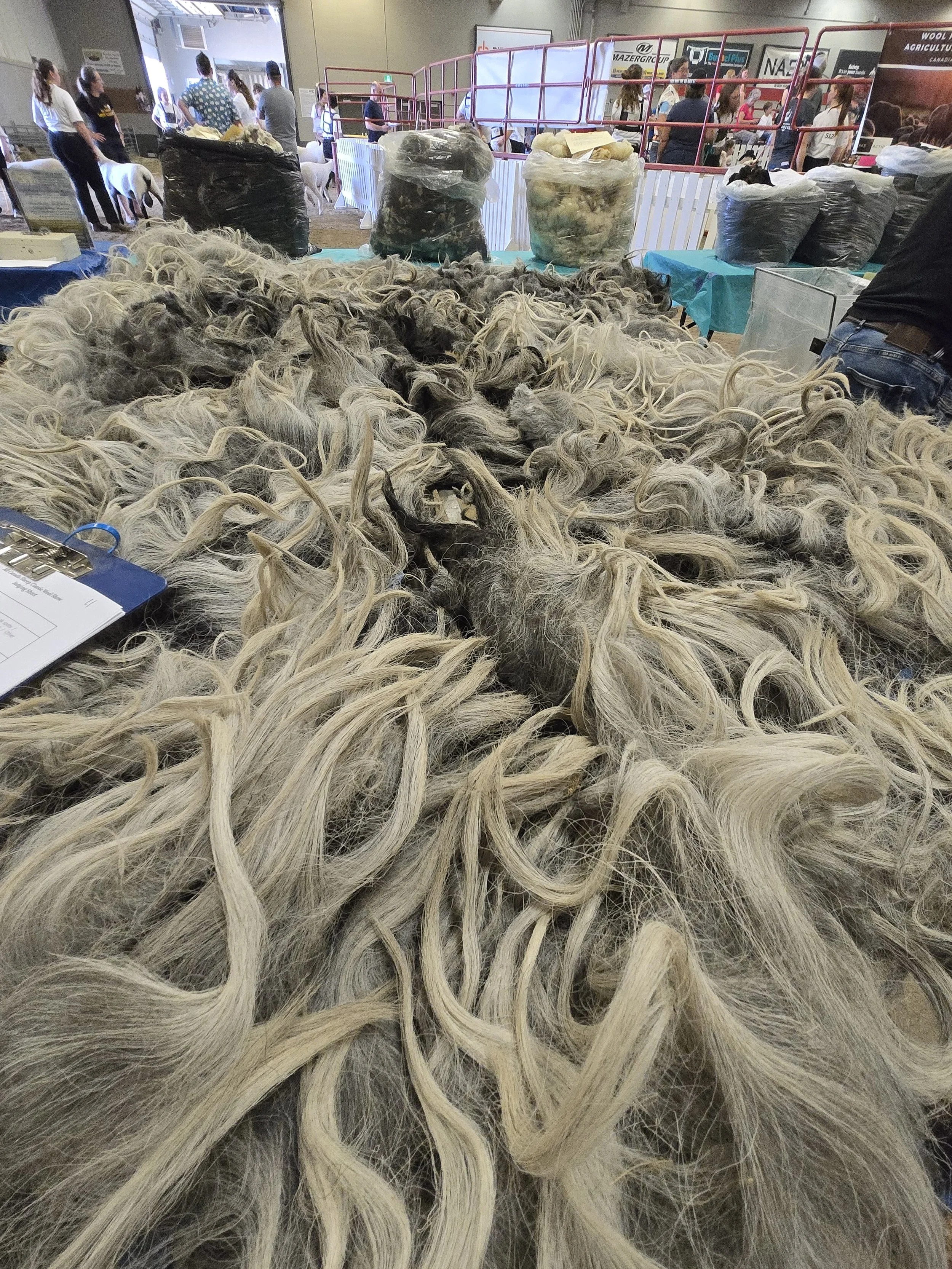 Susie Gourlay Fleece - Susie.jpg