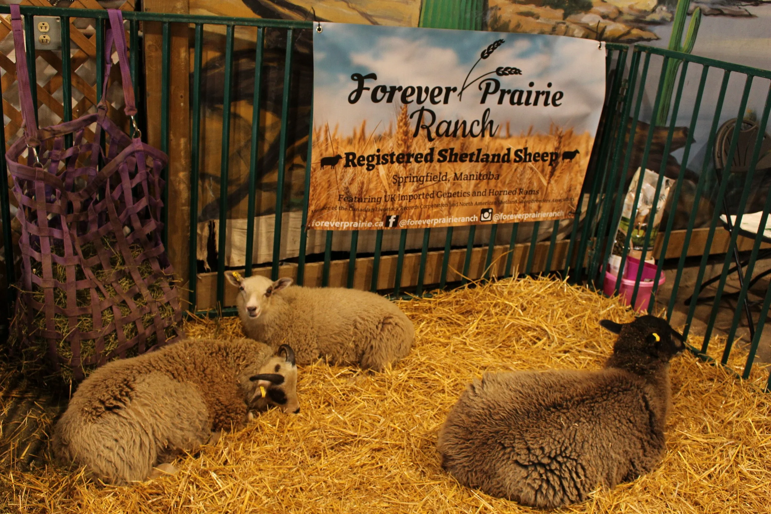 Hall of Breeds Sheep Sponsorship