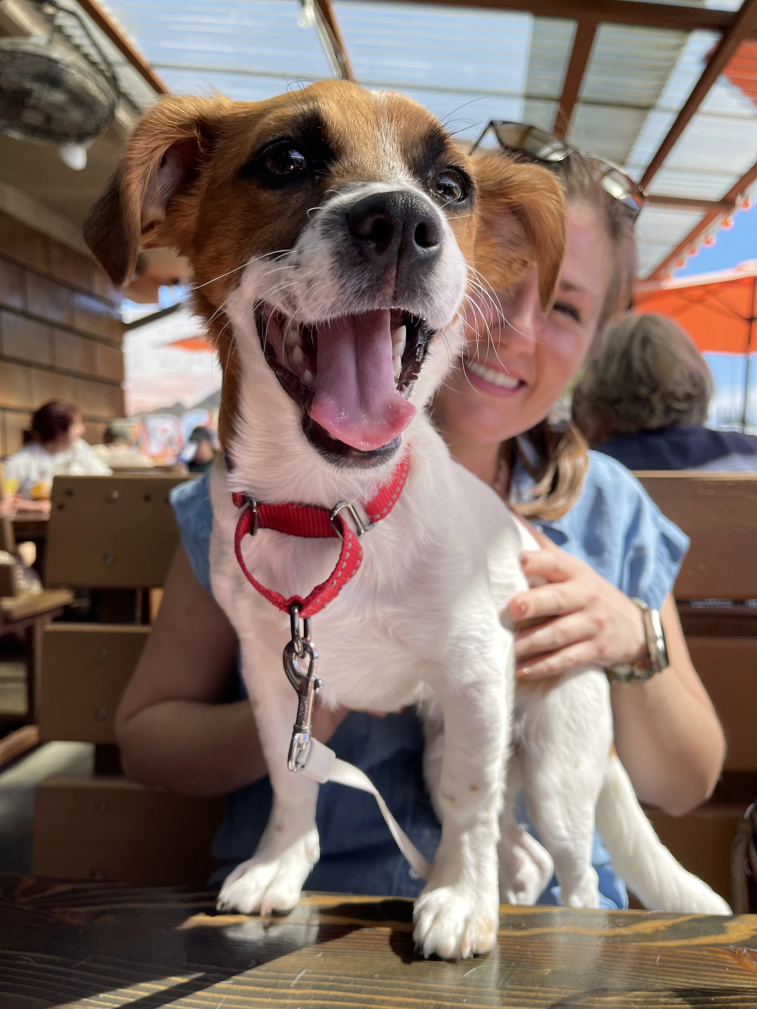 Happy dog with red collar sitting on a table, person in the background indoors. Pet.