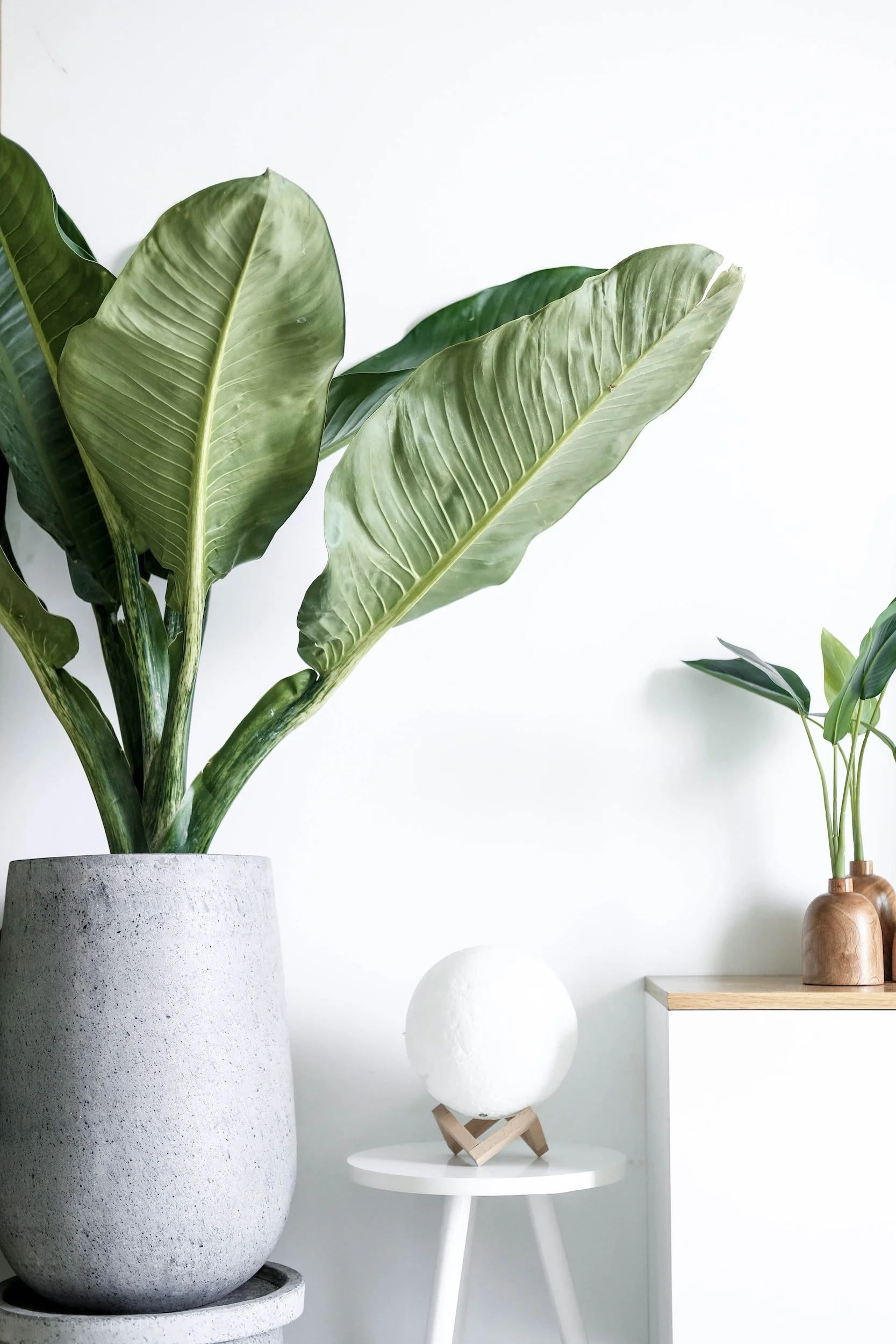 Indoor plant in a gray pot, white table with a spherical lamp, small plant in a brown vase on a cabinet, against a white background.