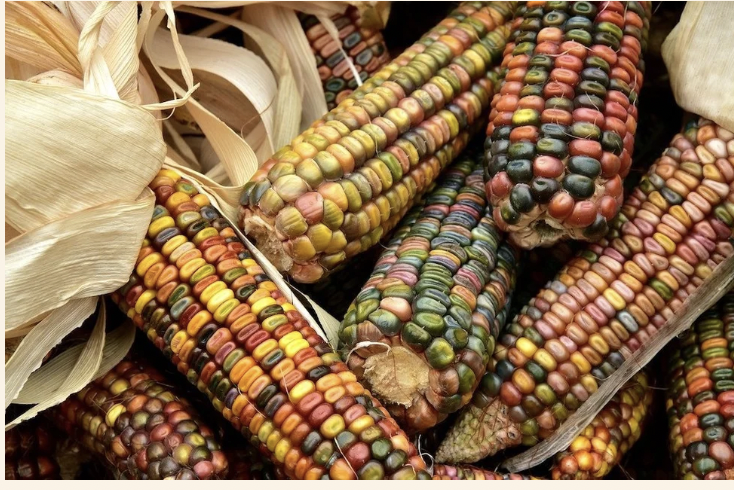 Sacred Corn Dance