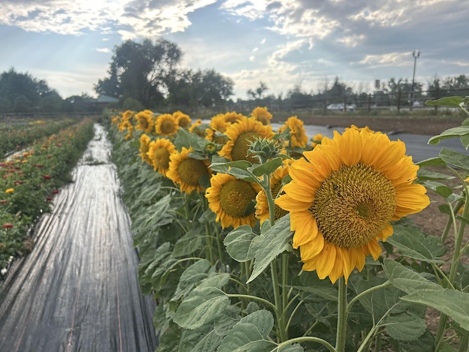A Spring Supper with The Pairing Project at Yellow Barn Farm