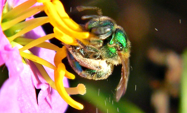 Save the Native Pollinators