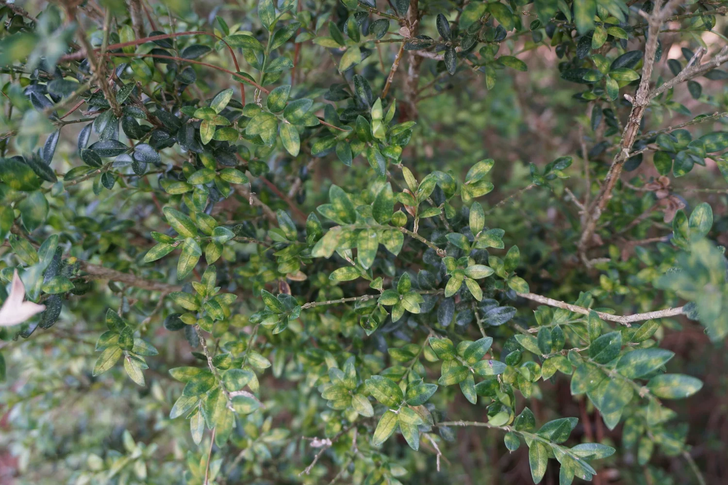 Boxwoods Pests and Diseases: What to Watch for