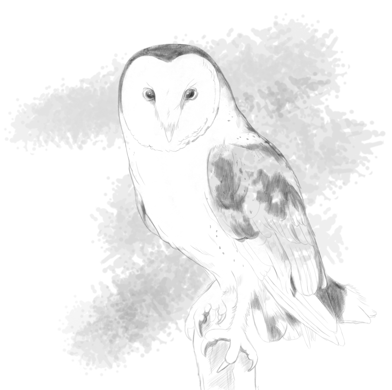 Owl_Sketch02.png