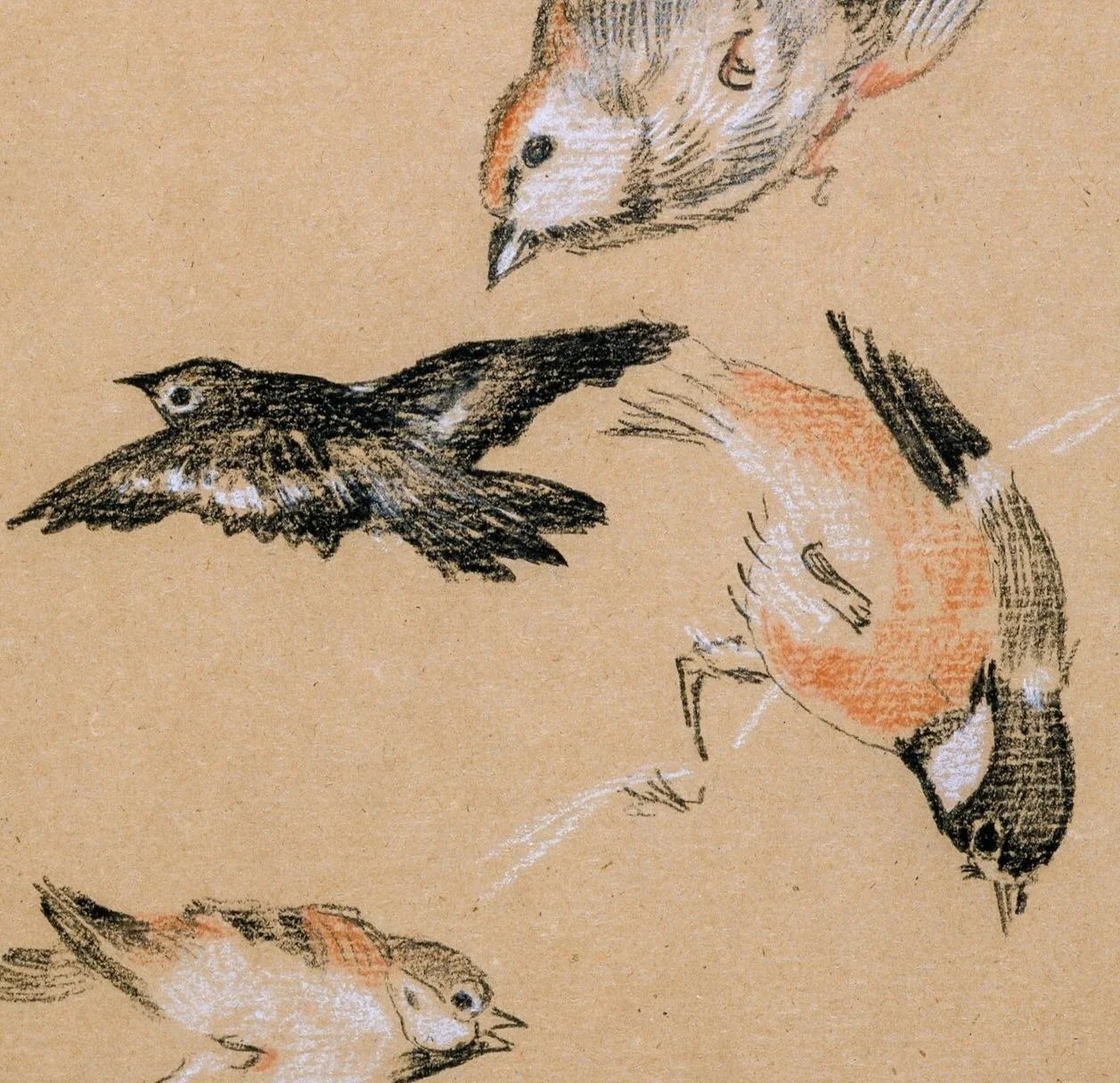 Sketch of four small birds in flight, with detailed feathers and varying shades of brown, black, and white, on a tan background.