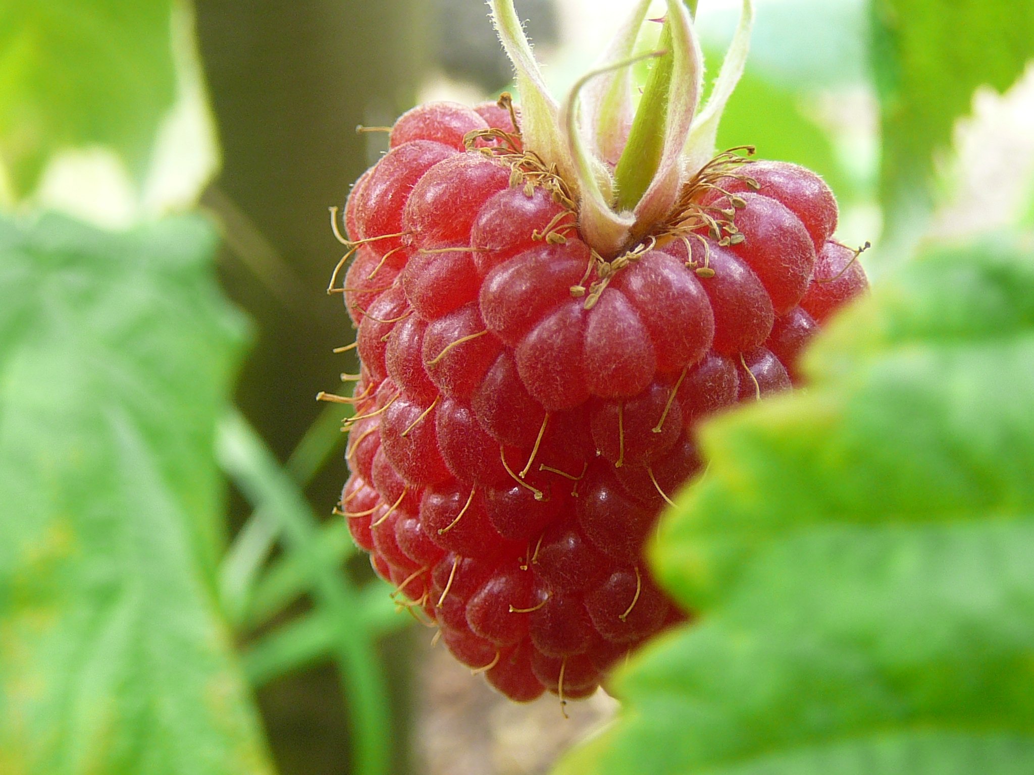 Raspberry.jpg