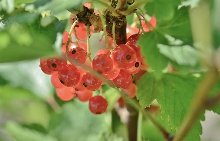 currant-fruits-red-green-preview.jpg
