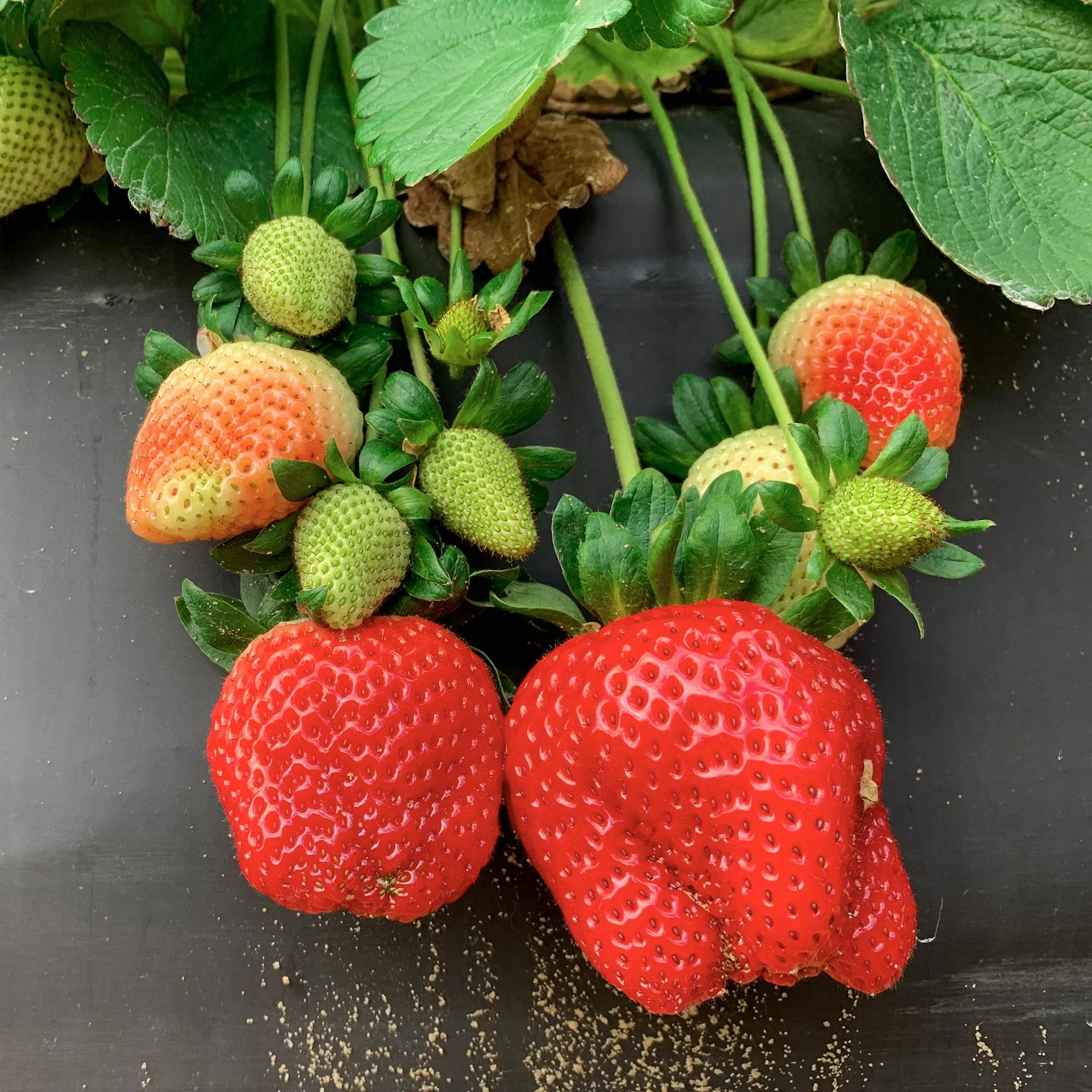 Strawberry Ogallala (Ever Bearing) — The Barefoot Garden Center