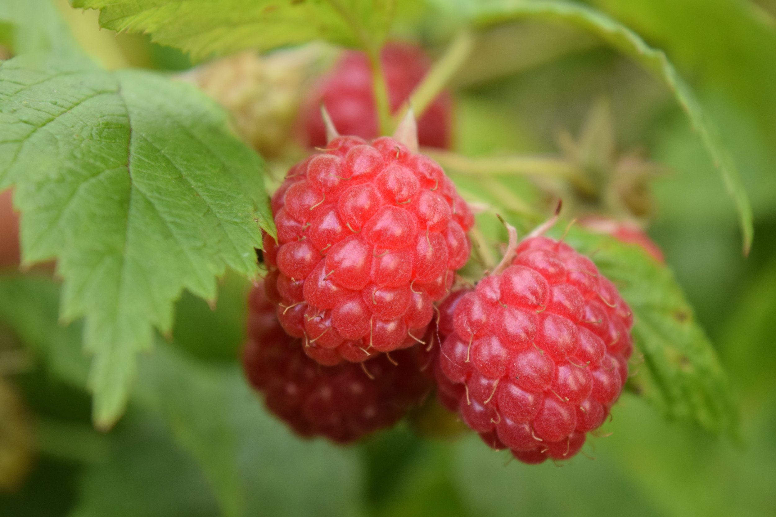 Red Raspberry.jpg