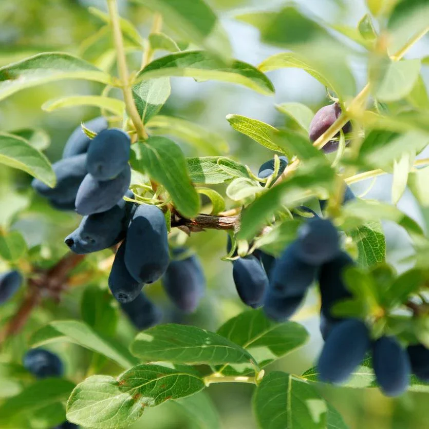 Aurora Haskap (Honeyberry)