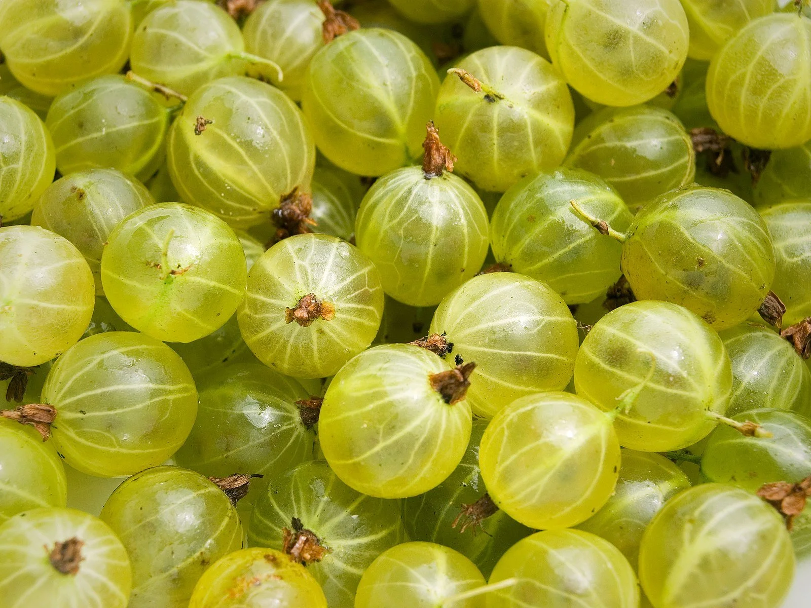 Yellow Gooseberry Not Ideal.jpg