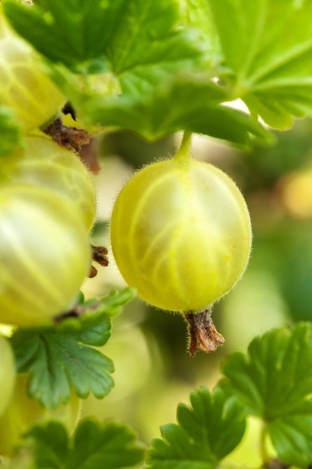 Hinnomaki Yellow - Gooseberry  The Barefoot Garden Center