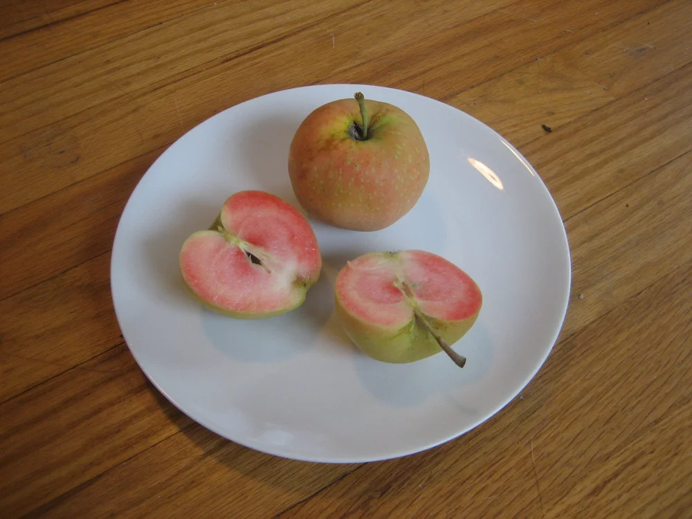 Semi Dwarf 3-in-1 Espaliered 3 Tier Apple (Gala, Honeycrisp, Fuji ...