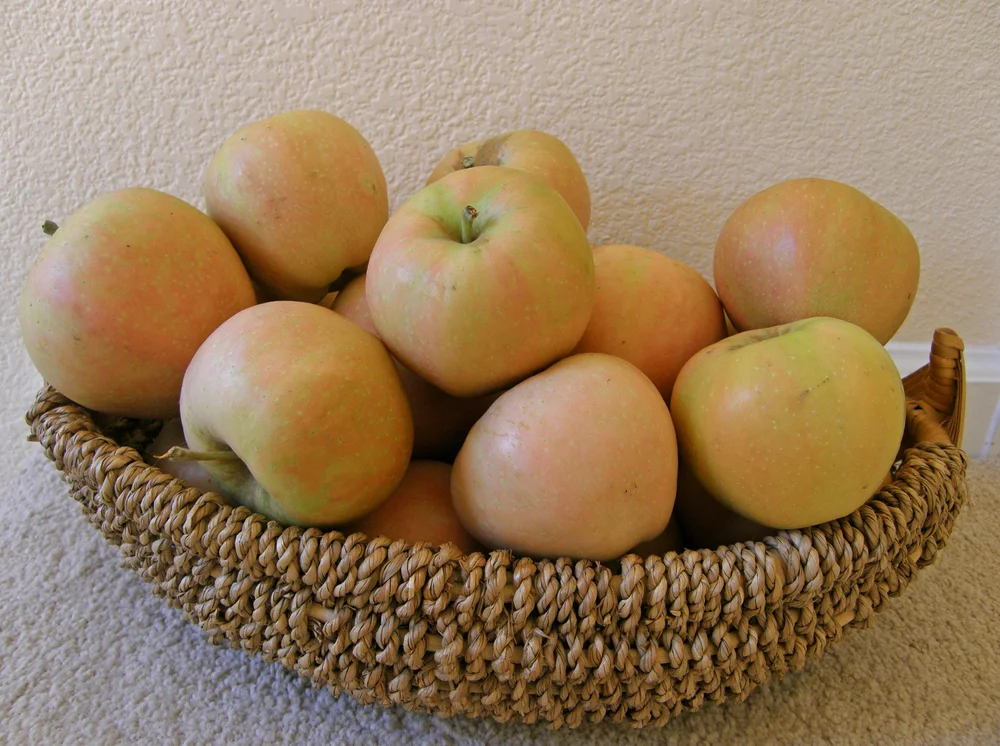 Semi Dwarf 3-in-1 Espaliered 3 Tier Apple (Gala, Honeycrisp, Fuji ...