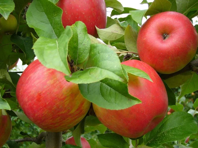 Honeycrisp 2.jpg