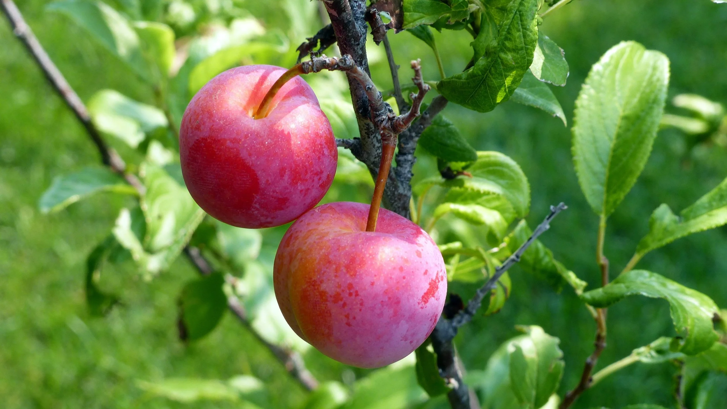 Toka Plum 2.jpg