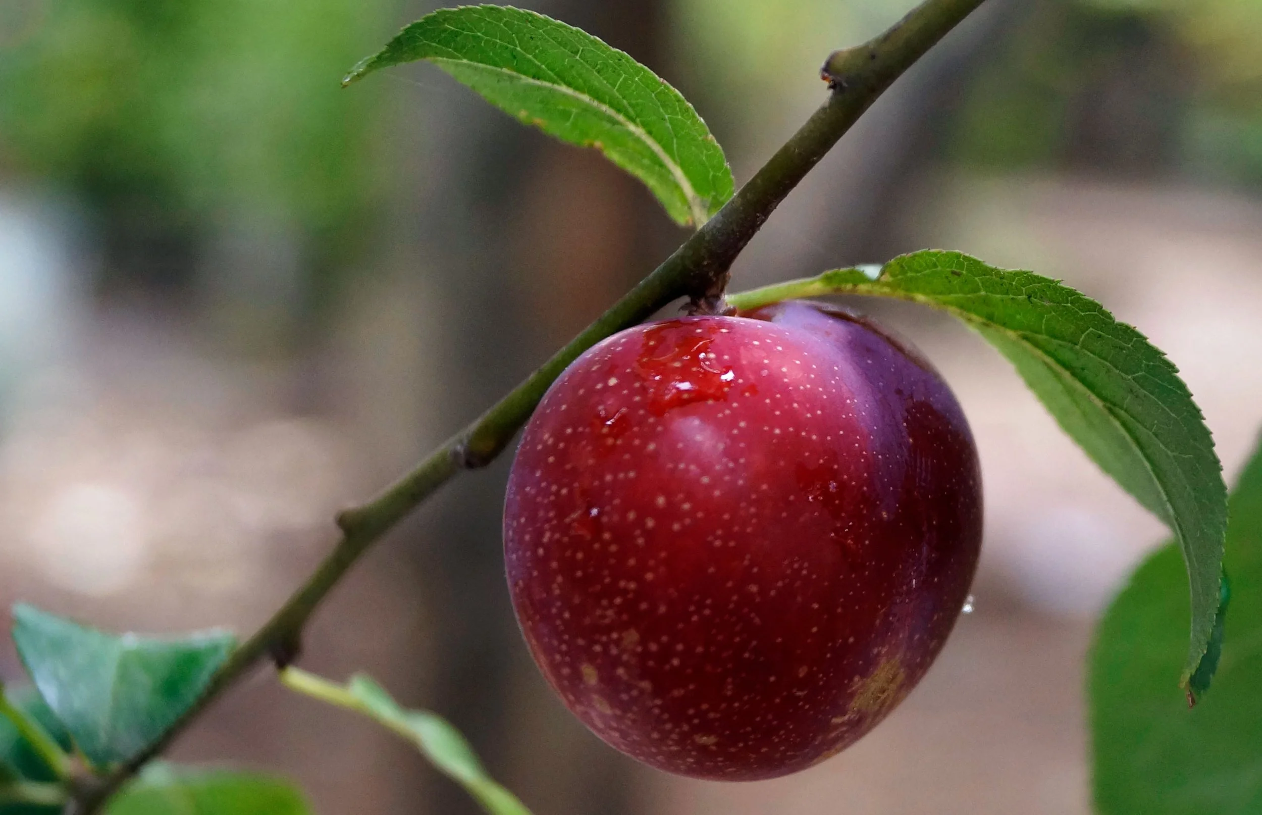 Waneta Plum 2.jpg