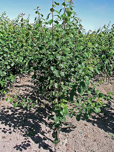 Italian-Plum Biringer.jpg