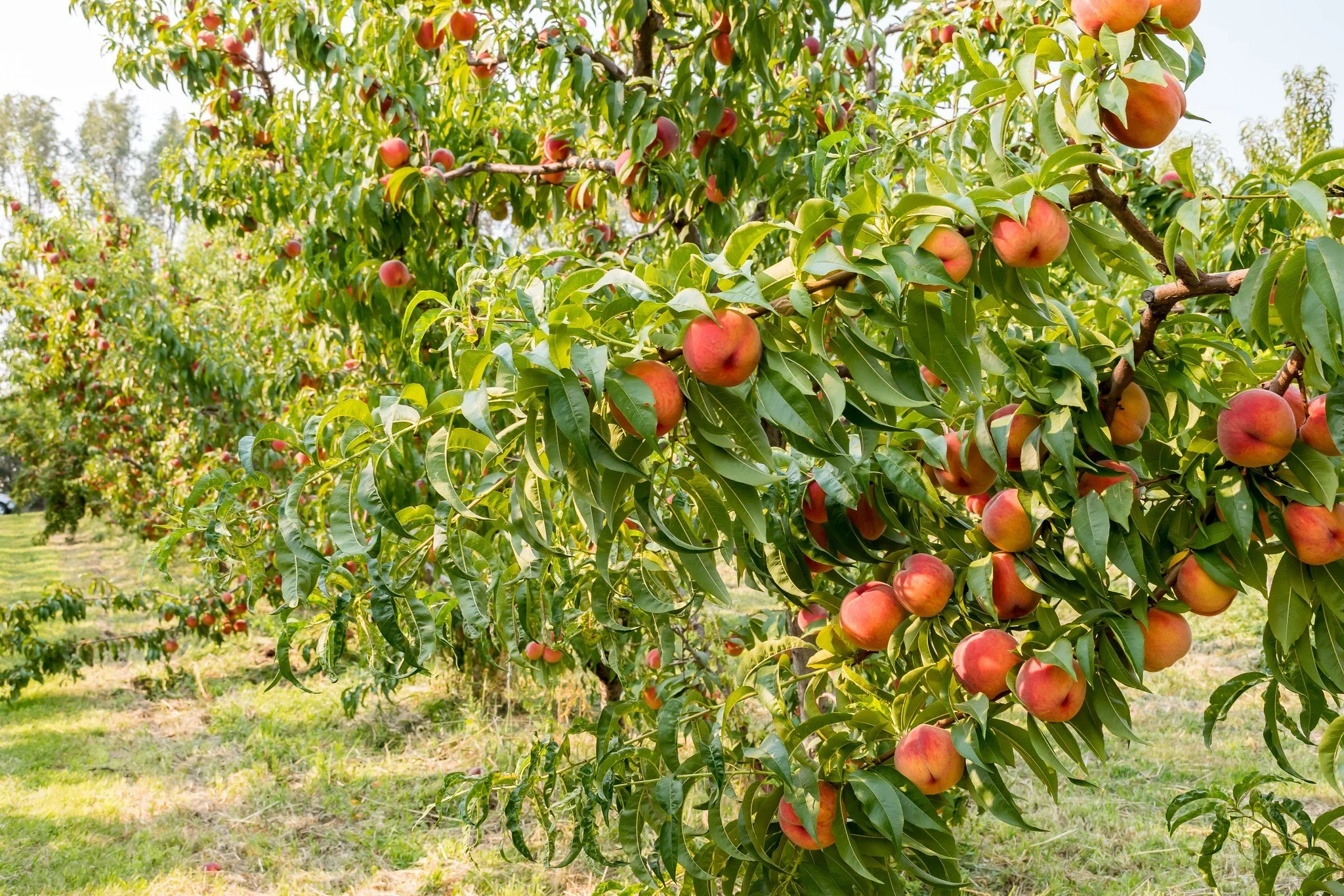 Reliance Peach Tree The Barefoot Garden Center
