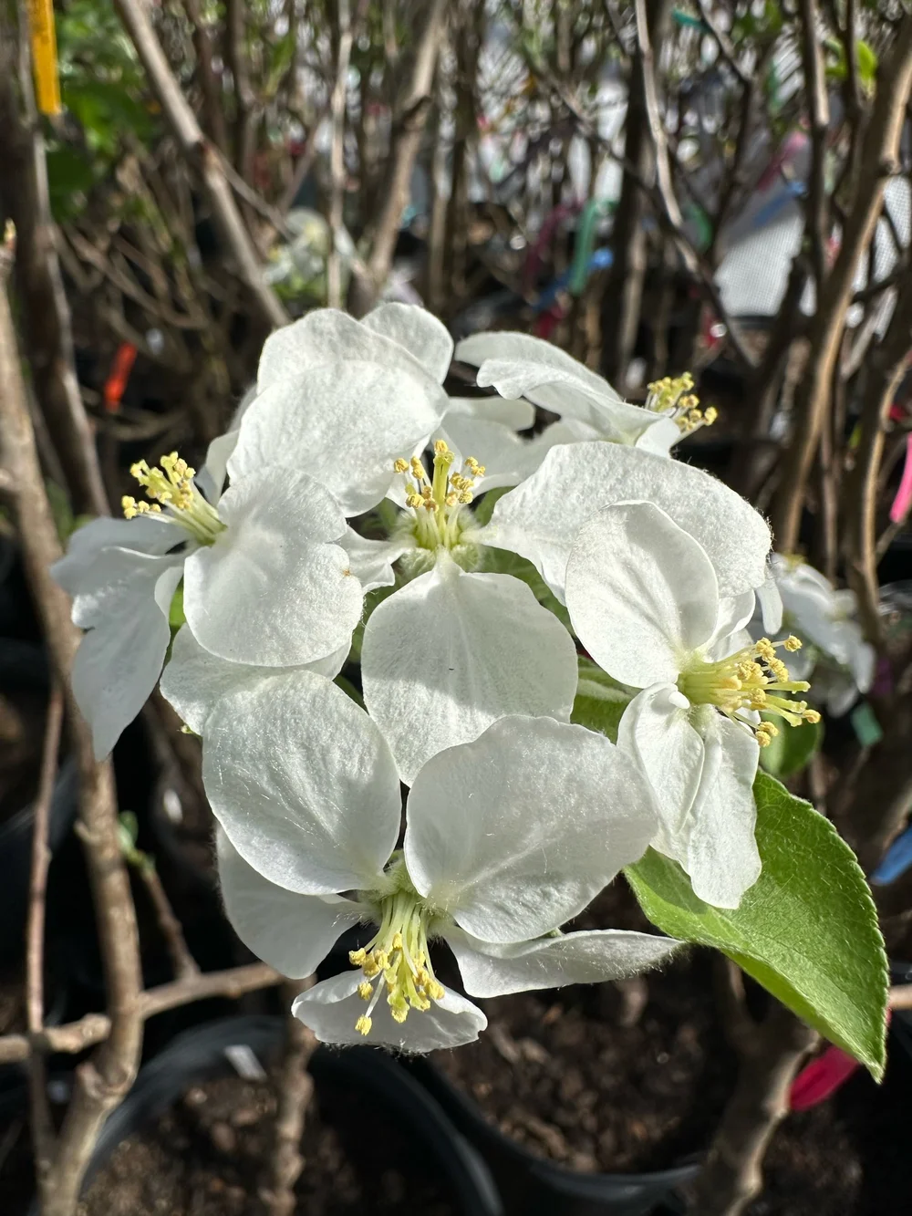 Semi Dwarf 3in1 Espaliered 3 Tier Apple (Akane, Honeycrisp, Liberty