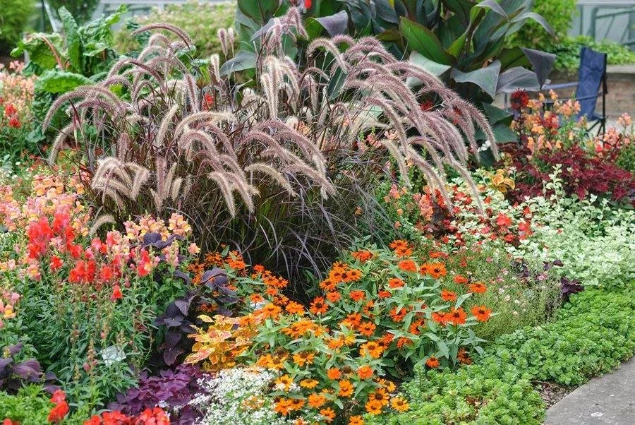 Rubrum Pennisetum (Purple Fountain Grass)