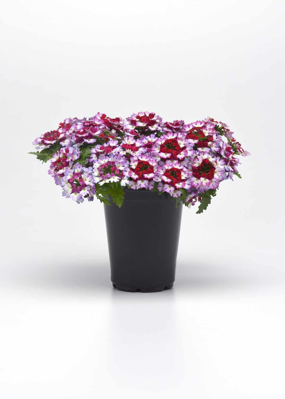 Verbena_Beats_Purple_Black_Pot-on-Sweep_24007-scaled.jpg