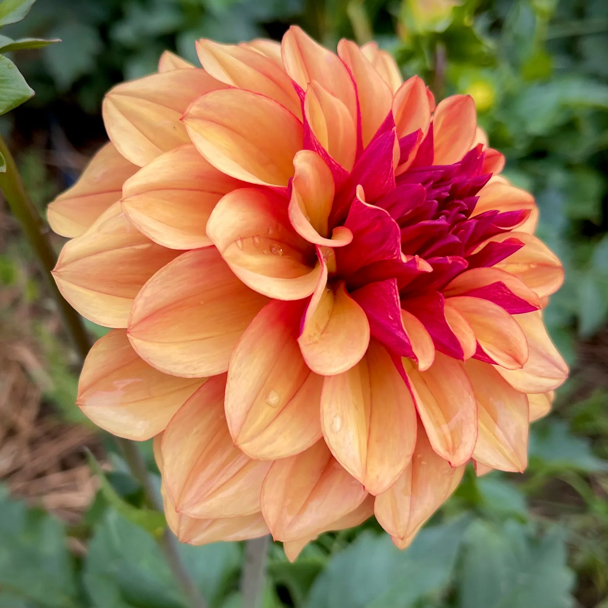 Cognac 1.webp