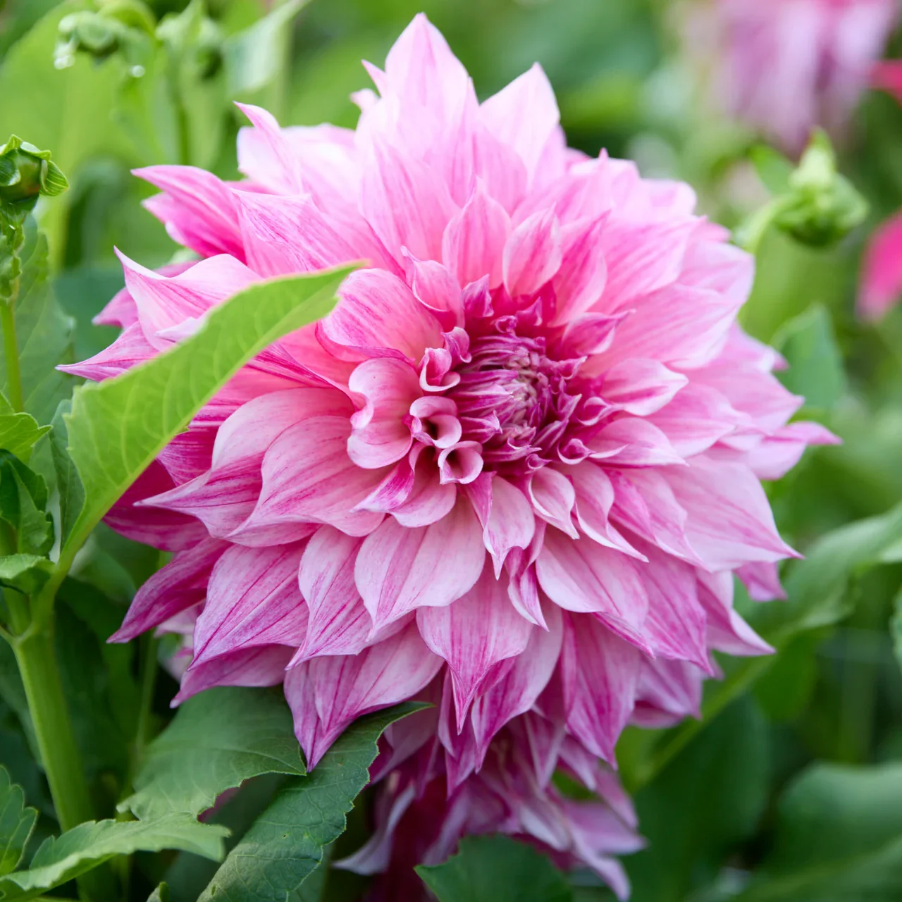 Royal 2.webp