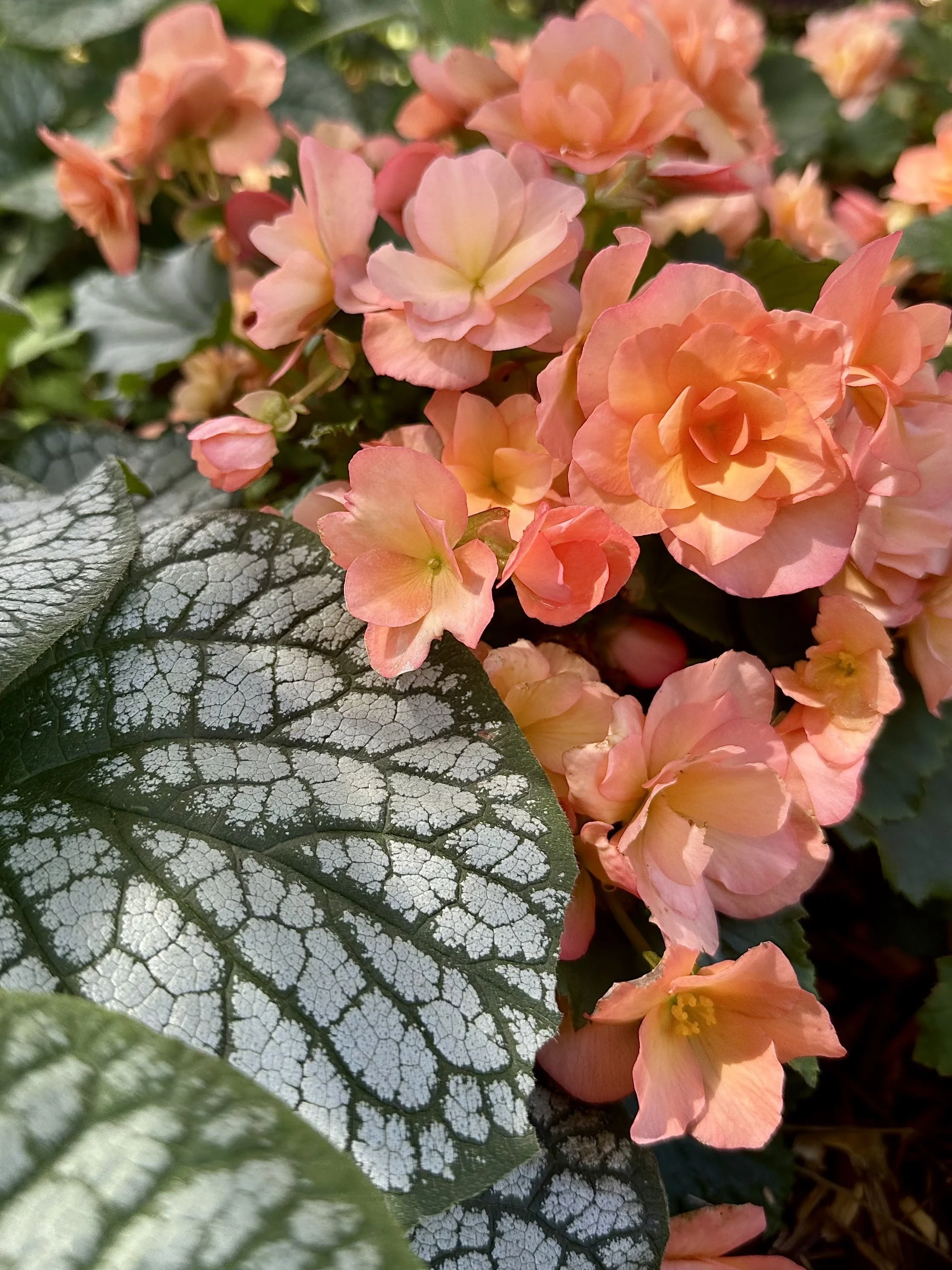 Solenia Apricot - Begonia