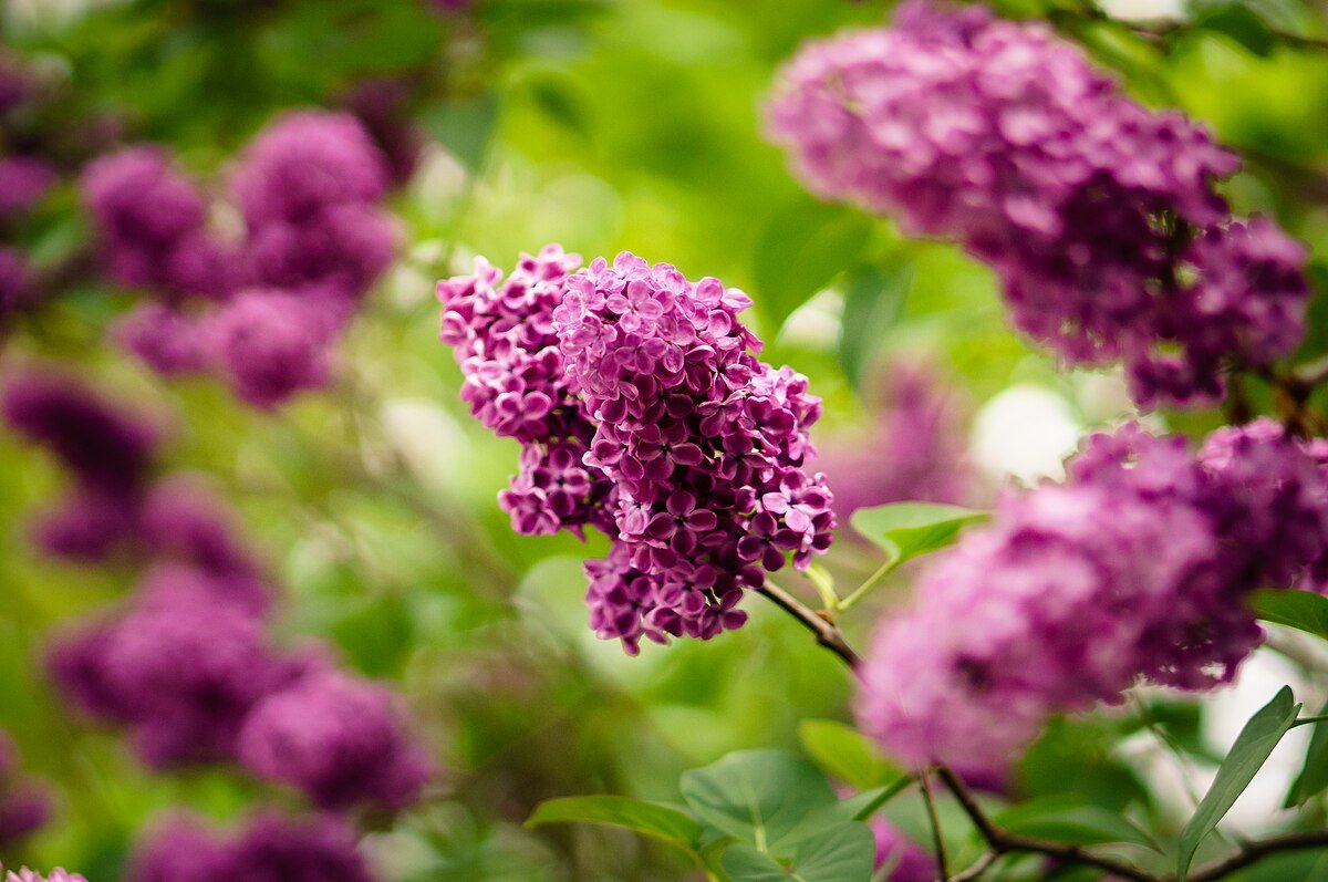 Monge Lilac 2.jpg