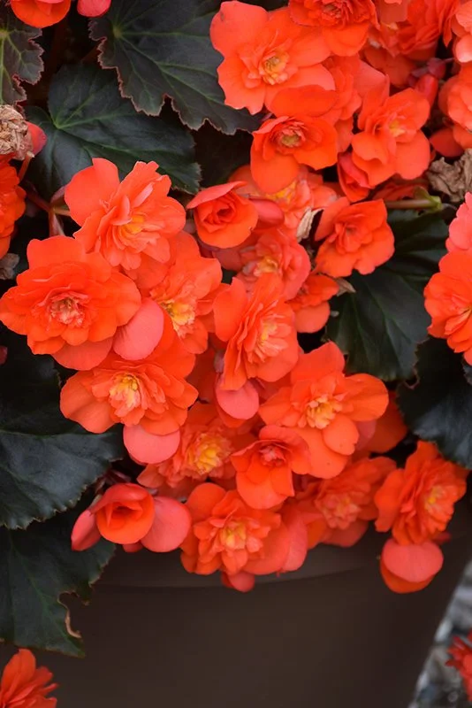 Solenia ‘Chocolate Orange’ Begonia