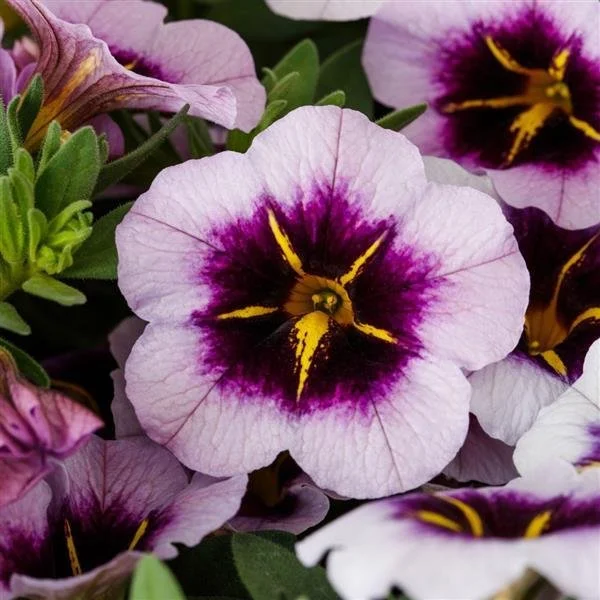 Callie ‘Blueberry Spark’ Calibrachoa