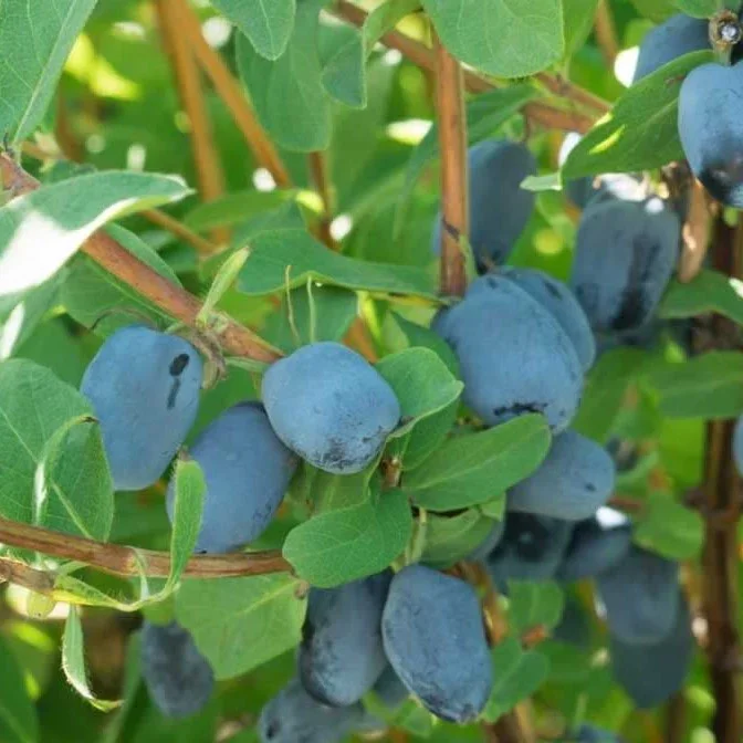 Indigo Gem.webp