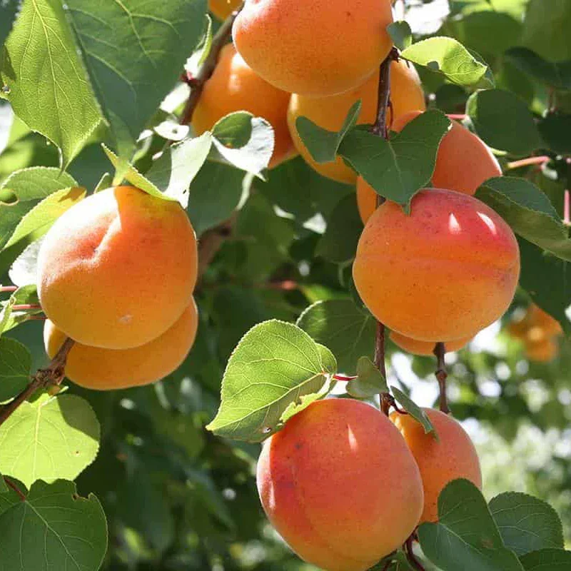 Harcot-Apricot01.webp