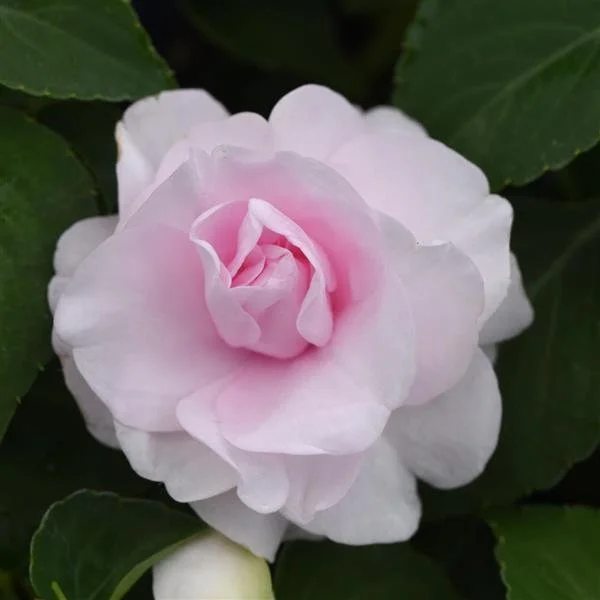 Glimmer ‘Appleblossom’ Double Impatiens